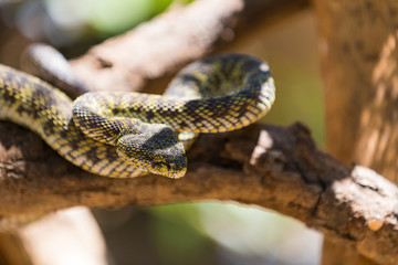 Trimeresurus purpureomaculatus or Mangrove pit Viper