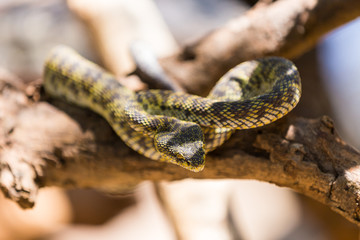 Trimeresurus purpureomaculatus or Mangrove pit Viper