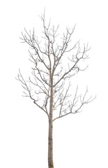 medium winter tree with bare branches