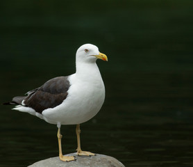 Lesser black-backed gull