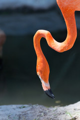 Fototapeta premium American Red Flamingo