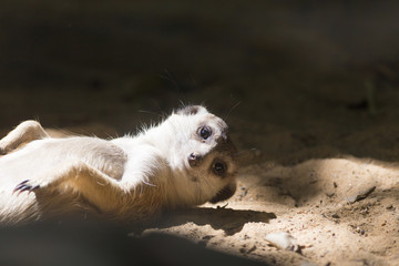 meerkat in the zoo