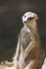 Fototapeta premium a small cute meerkat sits and watches