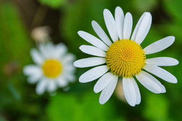 Fototapeta premium Chamomile flowers. Chamomile in the garden. Flowers closeup. Soft selective focus.