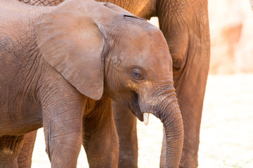 Naklejka na ściany i meble Baby African elephant