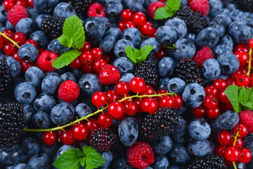Blackberry, raspberry, blueberry,  red currant and mint background.