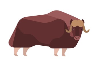Musk-ox flat vector illustration