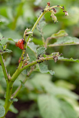 Potato bush damaged by the larvae of the Colorado potato beetle. Leptinotarsa decemlineata