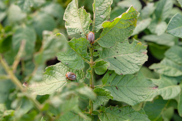 Colorado beetles on a potato leaf, closeup. Colorado potato beetle. Leptinotarsa decemlineata