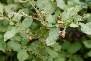 Potato bush damaged by the larvae of the Colorado potato beetle. Leptinotarsa decemlineata
