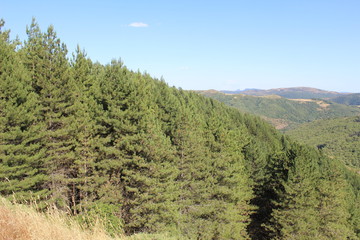  Army of trees as far as the eye can see