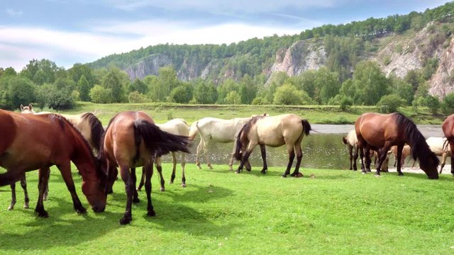 Gimbal right to left: Herd of horses grazes near the river mountainous area