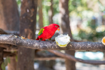 The red parrot is eating fruit in the zoo.