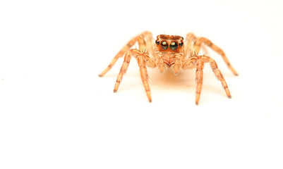 Jumping spider	