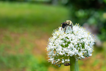 Bee and Fly on an Onion Blossom