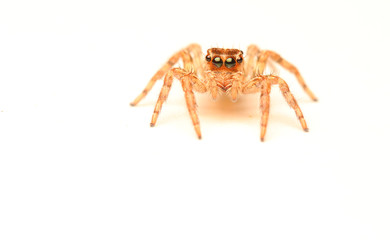 Jumping spider	