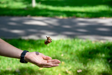 acorn held in the palm. picture taken in Central Park Anton von Scudier from Timisoara