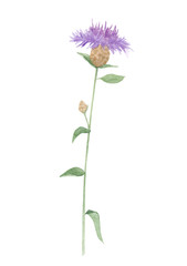 Watercolor hand drawn botanical illustration with wild field or meadow flower Brown Knapweed (Centaurea jacea, Brown-rayed Knapweed, Hardheads) isolated on white background.