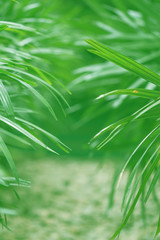 Tropical green leaves background.Green color tone.