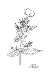 Phlox paniculata flower, hand drawn black ink line art graphic isolated on white background