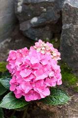 Pink Hydrangea macrophylla (Bigleaf Hydrangea) inflorescence closeup