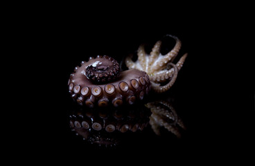 seafood octopus tentacle fish animal