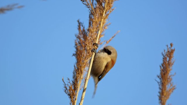 Eurasian penduline tit (Remiz pendulinus) on a reed stem