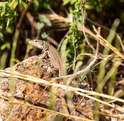 Green lizard (Reptile Podarcis Siculus)