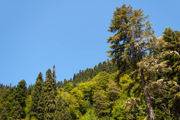 Fototapeta premium trees in the reserve - view of the mountain peaks, forest, sky and clouds of a ski resort on a sunny day in the Caucasus mountains