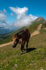 Fototapeta na wymiar on a summer day, a horse grazes in an alpine meadow on a gentle slope in the Caucasus mountains against the background of peaked peaks and white clouds