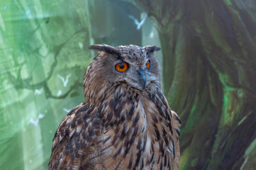 Portrait of an eagle owl - full head, half-turn