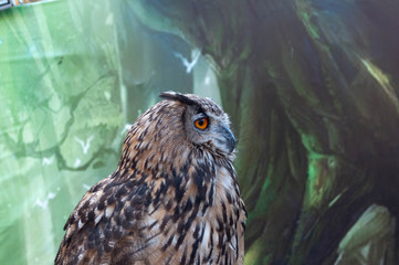 eagle owl portrait - full head