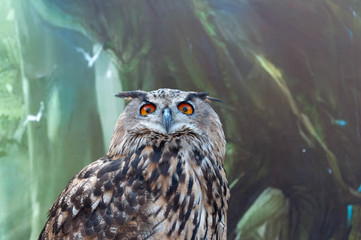eagle owl portrait - full head