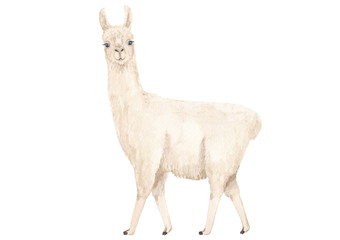 White llama or alpaca  watercolor hand drawn illustration isolated on white background. Cute mammal animal painting for design, print, background or wall art.