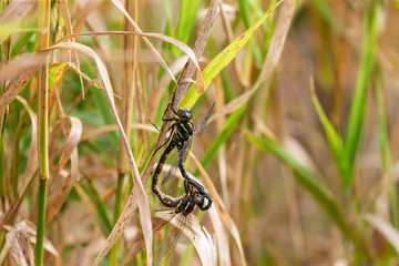Dragonfly Swamp darner (Epiaschna heros) during mating, nature scene from central wisconsin