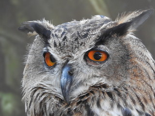 Eagle Owl Portrait - Full Head