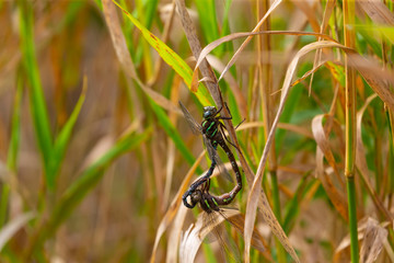 Dragonfly Swamp darner (Epiaschna heros) during mating, nature scene from central wisconsin