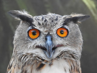 Eagle Owl Portrait - Full Head