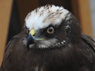  small eagle (hawk, peregrine falcon) - portrait (only head and beak)