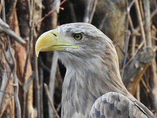 portrait (only head) of a large eagle with a yellow beak 