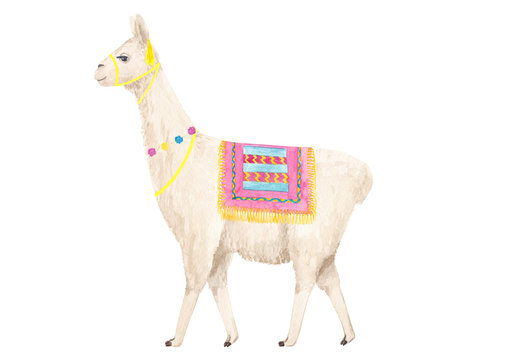 Cute  llama (alpaca) character watercolor hand drawn illustration. Good for poster, greeting, birthday card, baby shower  and nursery design and party decor