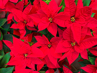 Christmas Poinsettia plant as background. Red Poinsettia flower close up.