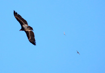 Obraz premium Adler in Afrika