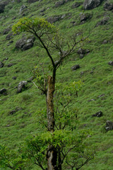 Tree in forest