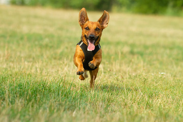 Cute mixed breed dog playing on a meadow. Age almost 2 years. Parson Jack Russell - German shepherd - Chihuahua mix.