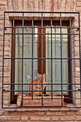 Fototapeta na wymiar A cat in the streets of a medieval Italian town in the Marche region