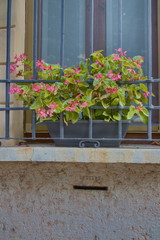 Window with a flower and a slot for mail at the bottom