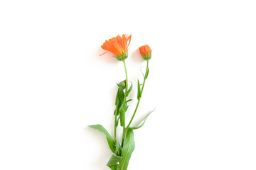 Calendula flower on white background