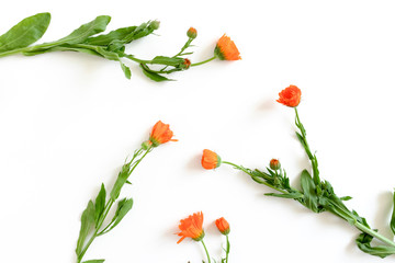 Composition with calendula flowers on white background