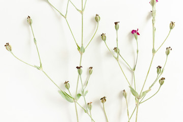 Wildflowers on white background